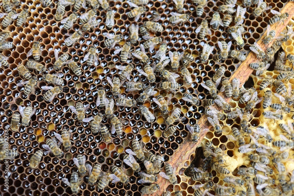 Poster many bees on a frame in an apiary.