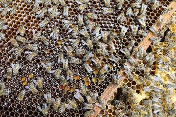 Many bees on a frame in an apiary.