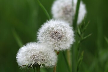 Dandelions in spring on a green background.