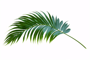palm tree leaf isolated on white background