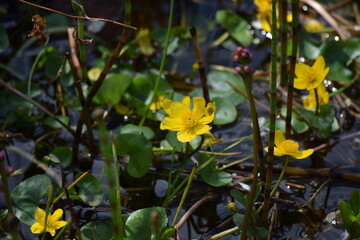 Sumpfdotterblume am Teich