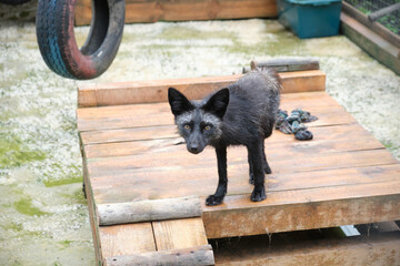 black fox close-up portrait natural live in the zoo