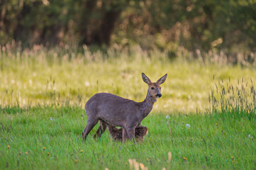 Ricke mit säugendes Kitz
