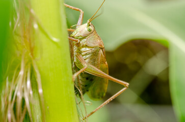 Green Locust on corn. Pests.