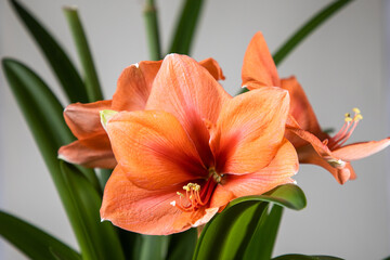 A large flower of salmon color. Dutch flowers. Hippeastrum or Amaryllis flowers. Amaryllis variety Bouquet Salmon. Flowers of Holland