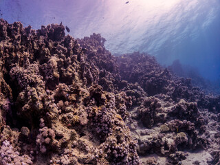 Coral reefs in the Red Sea, Egypt