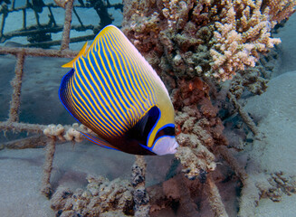 An Emperor Angelfish (Pomacanthus imperator) in the Red Sea, Egypt