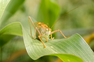 locust eating corn plant