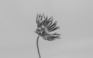 Black and white. Gerber flower. Aesthetic minimal still life floral composition