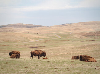 buffalo and landscape