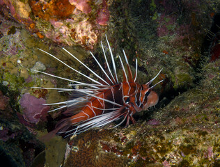 A Clearfin Lionfish (Pterois radiata) in the Red Sea, Egypt