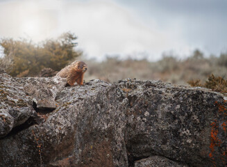 yelloe-bellied marmot