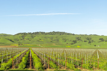 Fototapeta na wymiar A vineyard with a hill in the background