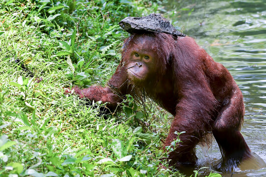 Baby orangutan swimming in the river with a stone on its head