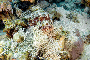 A Bearded Scorpionfish (Scorpaenopsis barbata) in the Red Sea, Egypt