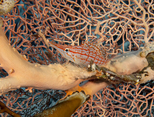 A Longnose Hawkfish (Oxycirrhites typus) in the Red Sea, Egypt