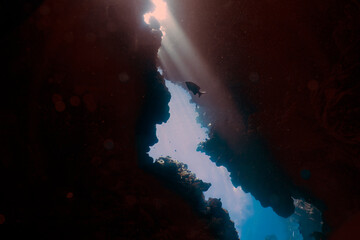 A swim through at Jackfish Alley in the Red Sea at Sharm el Sheikh, Egypt