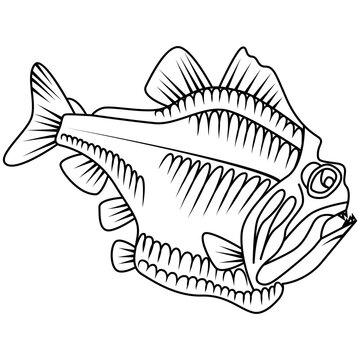 Beautiful hand drawn illustration with piranha. Vector.