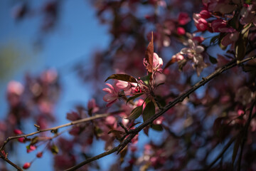 Pink flowers on a tree in the park