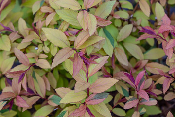 Green and burgundy leaves  on the bush