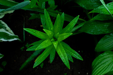 rain drops on a leaf