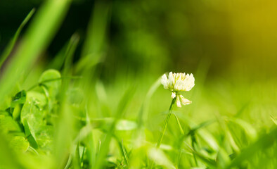 Green spring grass on the background of a blurred forest. natural background. sunny day