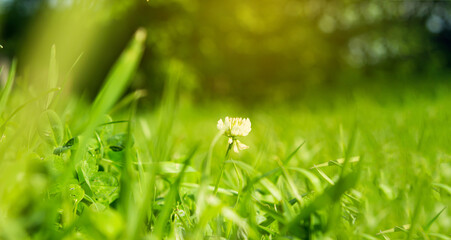 Green spring grass on the background of a blurred forest. natural background. sunny day