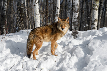 Coyote (Canis latrans) Walks Up Embankment Near Woods Winter