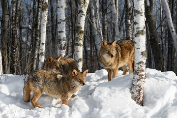 Naklejka premium Three Coyotes (Canis latrans) Stand at Edge of Birch Forest Winter