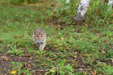 Bobcat (Lynx rufus) Steps Forward Paw Up Autumn