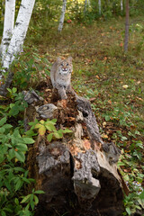 Bobcat (Lynx rufus) Walks Up Log Looking Up Autumn