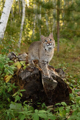Bobcat (Lynx rufus) Looks Up Paw Forward Autumn