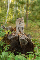 Bobcat (Lynx rufus) Turns to Left Dipping Ears Autumn