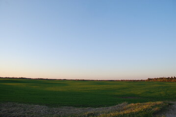Fototapeta na wymiar Field with green fresh grass. Spring evening, clear sky, the sun leaned low to the horizon, A wide field with low grass beyond the field, a forest is visible. There are almost no clouds in blue sky.