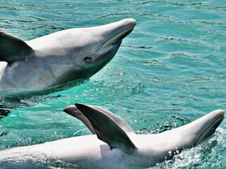 Wilder Delfin in Aktion
