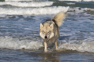 Grey wolf in the sea