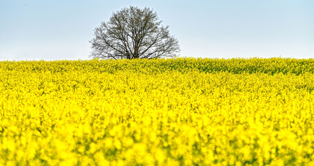 Kahler Baum im Rapsfeld