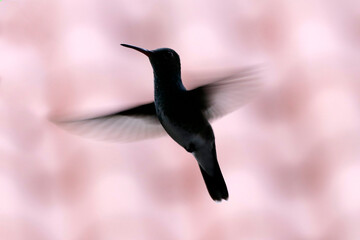 hummingbird in flight