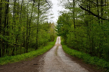 A close up on a long, winding path leading to a dense forest or moor, covered from both sides with herbs, shrubs, and other kinds of flora spotted on a warm yet cloudy spring day in Poland 