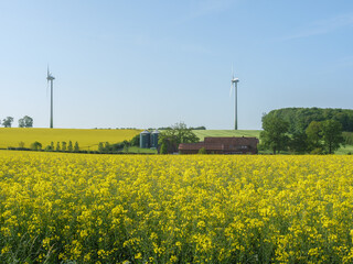 Frühling  im Münsterland
