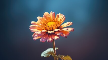 orange gerbera flower
