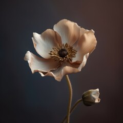 Fototapeta na wymiar white poppy flower