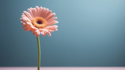 pink gerbera flower