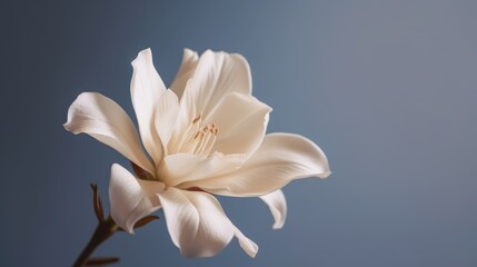 white lily flower