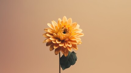 yellow chrysanthemum flower