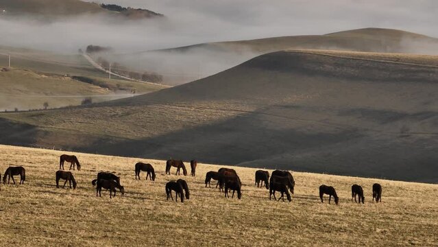 Aerial view of a herd of horses grazing high in the mountains against the backdrop of foggy hills. Cultivation of farms in the highlands. Peacefully grazing herd