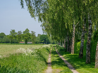 Frühling  im Münsterland
