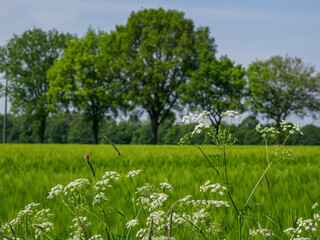 Fr&uuml;hling  im M&uuml;nsterland
