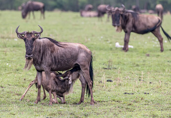 Nursing Wildebeest 