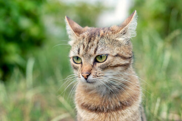 Portrait of a brown striped cat in the garden on a blurred background